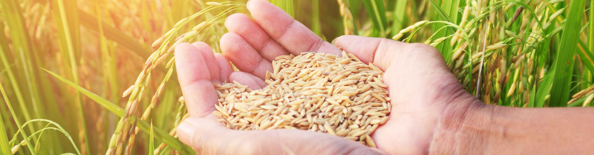Hand holding rice in field banner representing Acadia Parish.